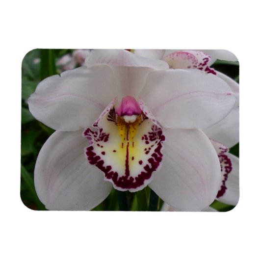 White Orchid II Elegant Floral Magneet (Horizontaal)