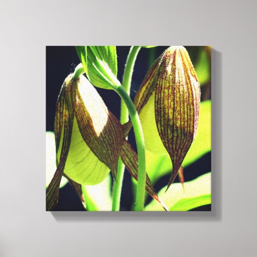 White Orchid Lady Slipper Flower Pair Canvas Afdruk (Voorkant)