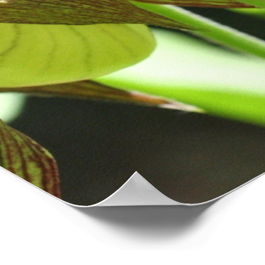 White Orchid Lady Slipper Flower Pair Poster (Hoek)