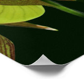 White Orchid Lady Slipper Flower Pair Poster (Hoek)