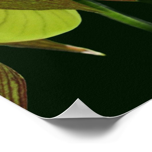 White Orchid Lady Slipper Flower Pair Poster (Hoek)