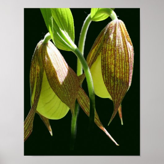White Orchid Lady Slipper Flower Pair Poster (Voorkant)