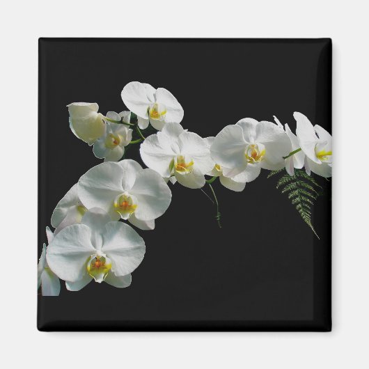 White Orchid Magnet (Voorkant)