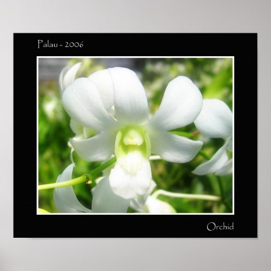 White Orchid Poster (Voorkant)