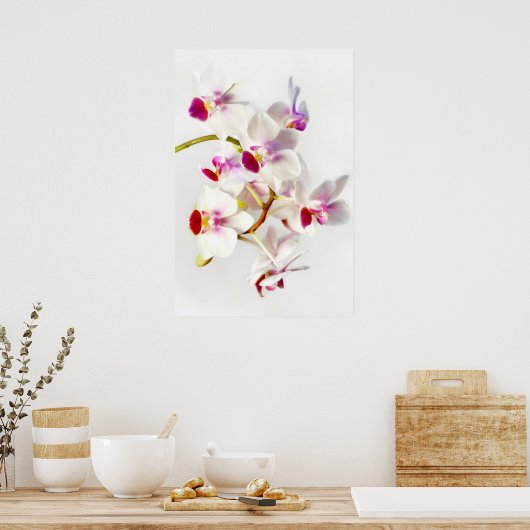 White Orchid Poster (Keuken)