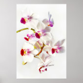 White Orchid Poster (Voorkant)