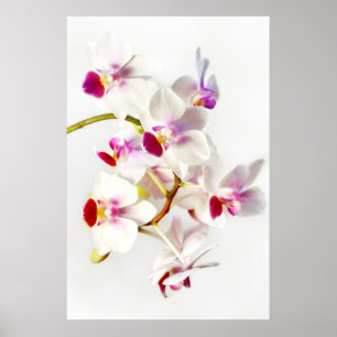 White Orchid Poster