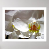 White Orchid Poster (Voorkant)