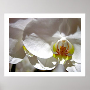 White Orchid Poster