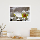 White Orchid Poster (Keuken)