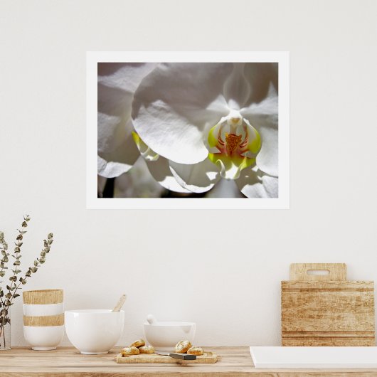 White Orchid Poster (Keuken)