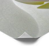 White Orchid Poster (Hoek)