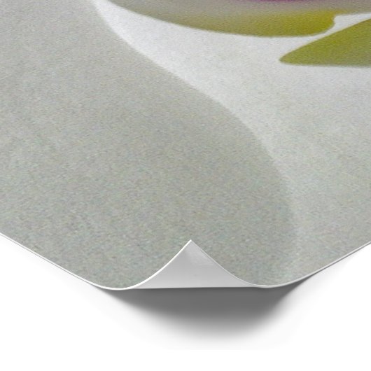 White Orchid Poster (Hoek)
