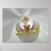 White Orchid Poster (Voorkant)