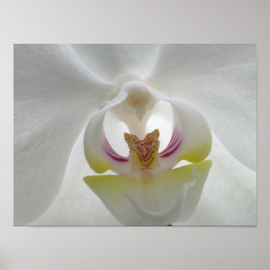 White Orchid Poster (Voorkant)