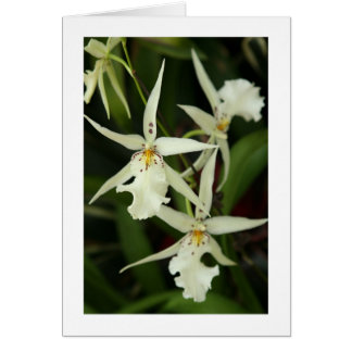 White Orchids Blank Card