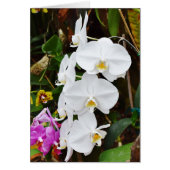 White Orchids Blossom (Voorkant)