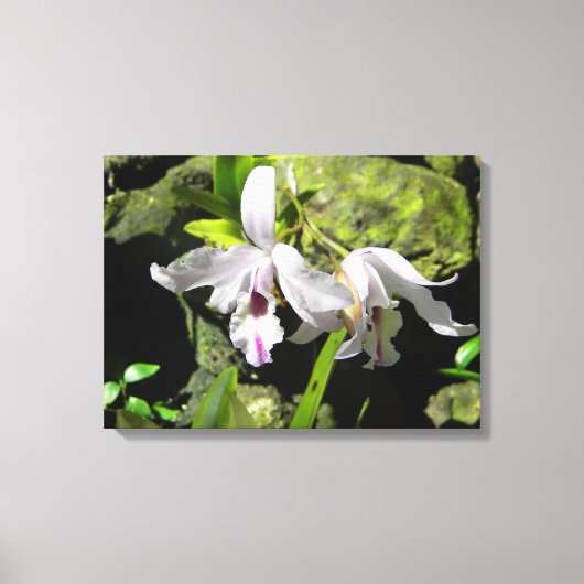 White Orchids Canvas Afdruk (Voorkant)