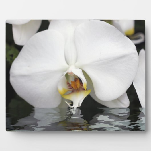 White Orchids Emerging Tabletop Plaque and Easel Fotoplaat (Voorkant)