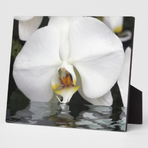 White Orchids Emerging Tabletop Plaque and Easel Fotoplaat