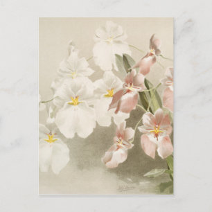White Orchids Flower Old Illustration Briefkaart