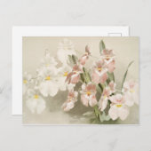White Orchids Flower Old Illustration Briefkaart (Voorkant / Achterkant)