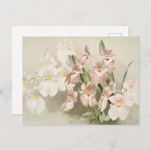 White Orchids Flower Old Illustration Briefkaart (Voorkant / Achterkant)