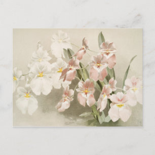 White Orchids Flower Old Illustration Briefkaart
