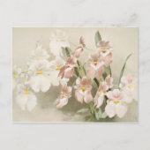 White Orchids Flower Old Illustration Briefkaart (Voorkant)
