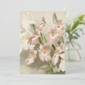 White Orchids Flower  Old Illustration Kaart (Staand voorkant)