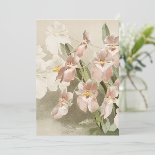 White Orchids Flower  Old Illustration Kaart (Staand voorkant)