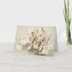White Orchids Flower Old Illustration Kaart