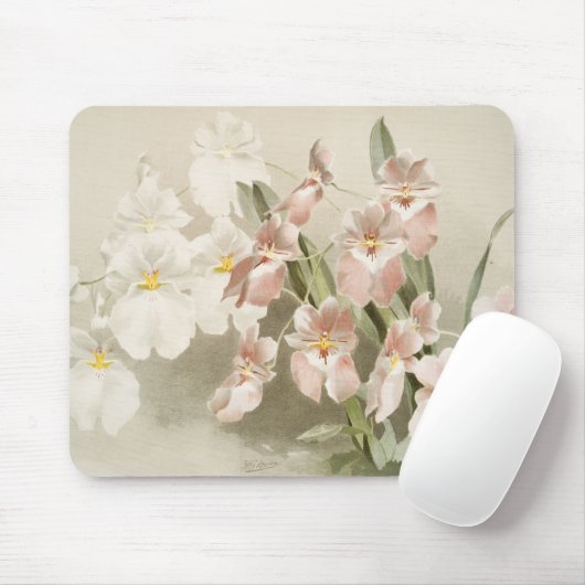 White Orchids Flower Old Illustration Muismat (Met muis)