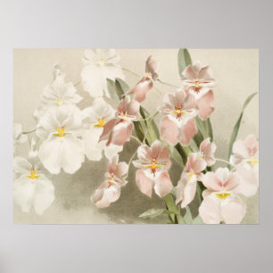 White Orchids Flower  Old Illustration Poster