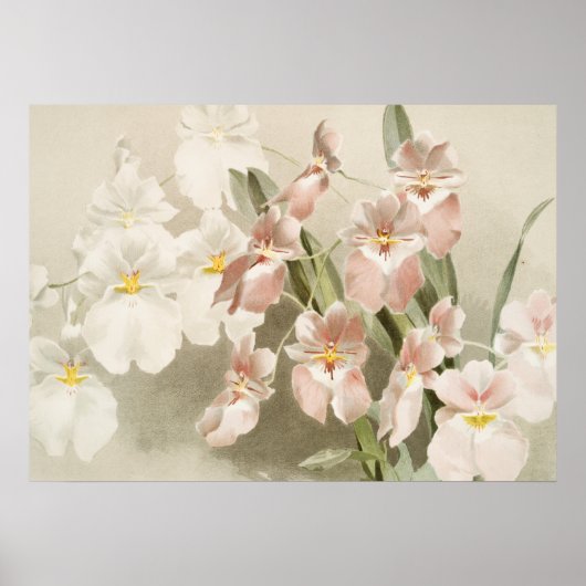 White Orchids Flower  Old Illustration Poster (Voorkant)