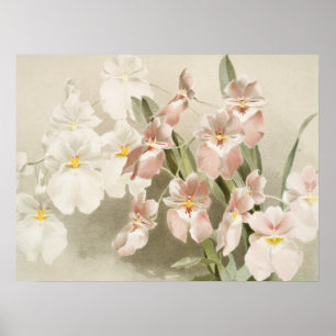 White Orchids Flower Old Illustration Poster