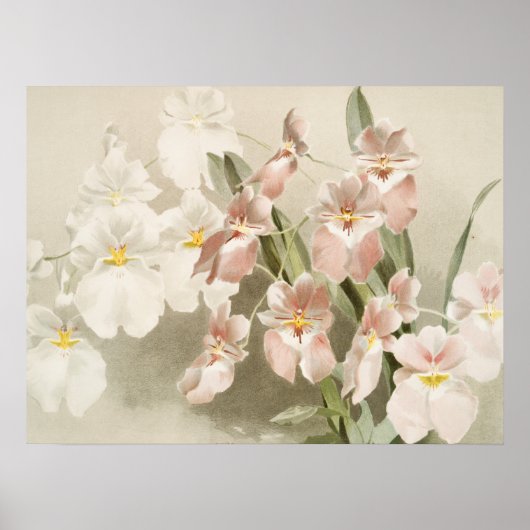 White Orchids Flower Old Illustration Poster (Voorkant)