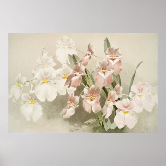 White Orchids Flower  Old Illustration Poster (Voorkant)