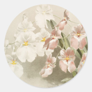 White Orchids Flower  Old Illustration Ronde Sticker
