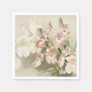 White Orchids Flower  Old Illustration Servet