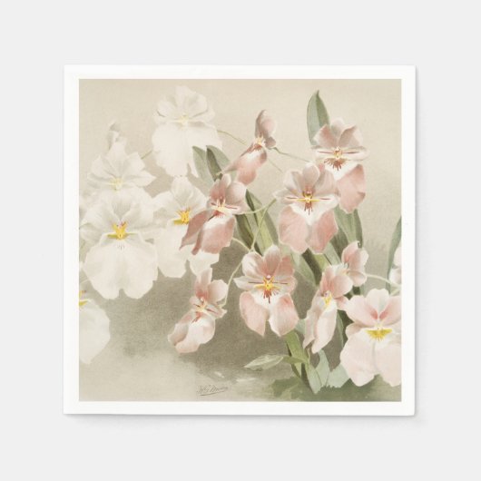 White Orchids Flower  Old Illustration Servet (Voorkant)