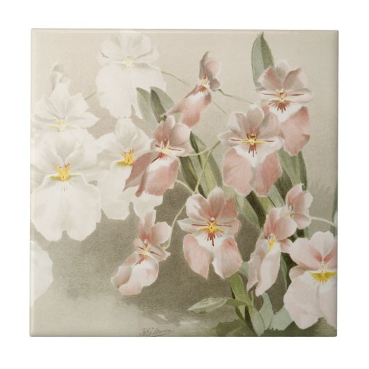 White Orchids Flower  Old Illustration Tegeltje (Voorkant)