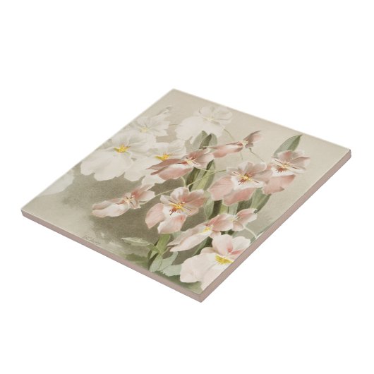 White Orchids Flower  Old Illustration Tegeltje (Zijkant)