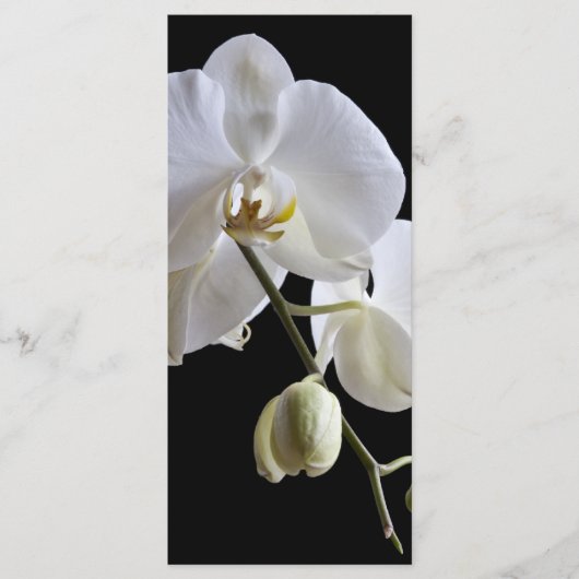 White Orchids on Black Wedding Programs Programmakaart (Voorkant)
