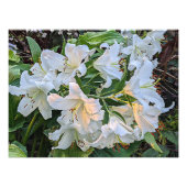 White Oriental Lily Blooms Floral Foto Afdruk (Voorkant)