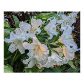White Oriental Lily Blooms Floral Perfect Poster (Voorkant)