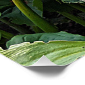 White Oriental Lily Blooms Floral Perfect Poster (Hoek)