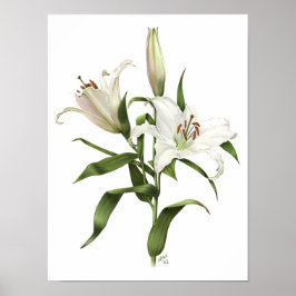 White Oriental Lily Original Art Print