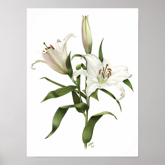 White Oriental Lily Original Art Print (Voorkant)