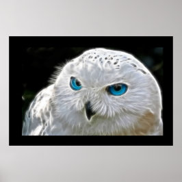 White Owl Bird Photo Natuur Wall Poster